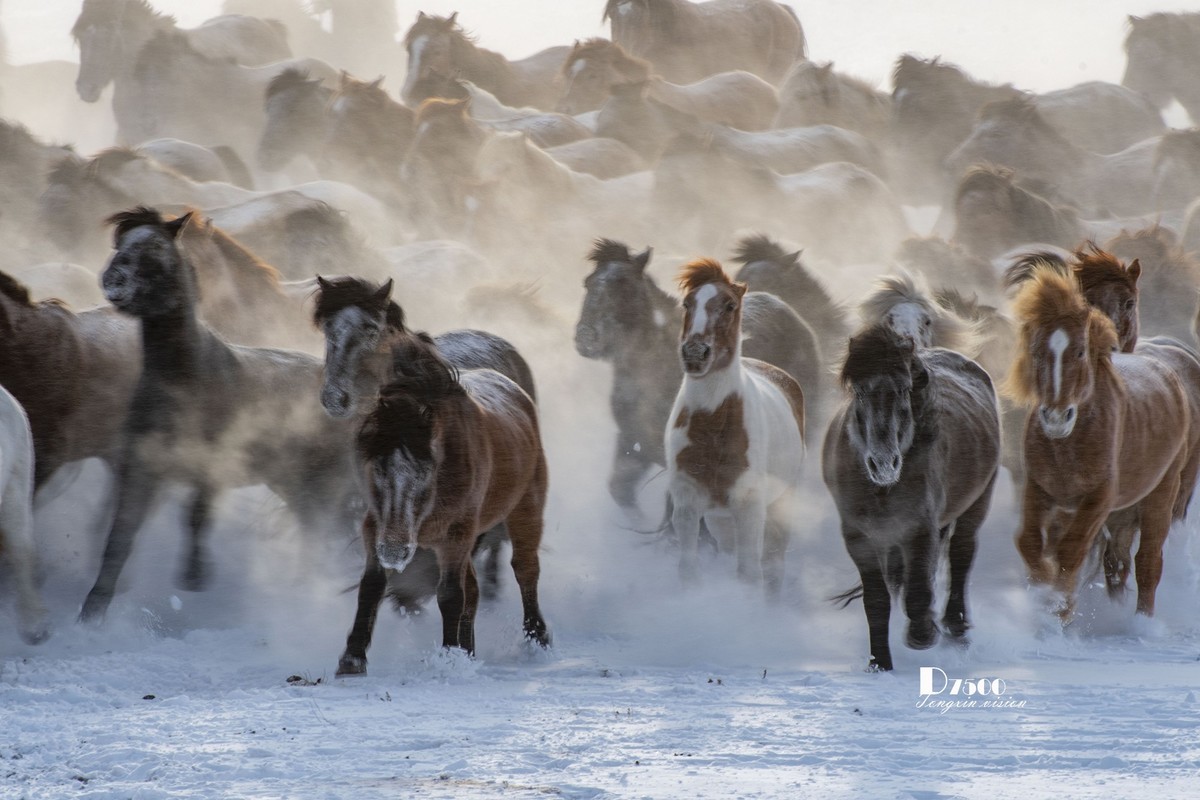 草原蒙古马（19）