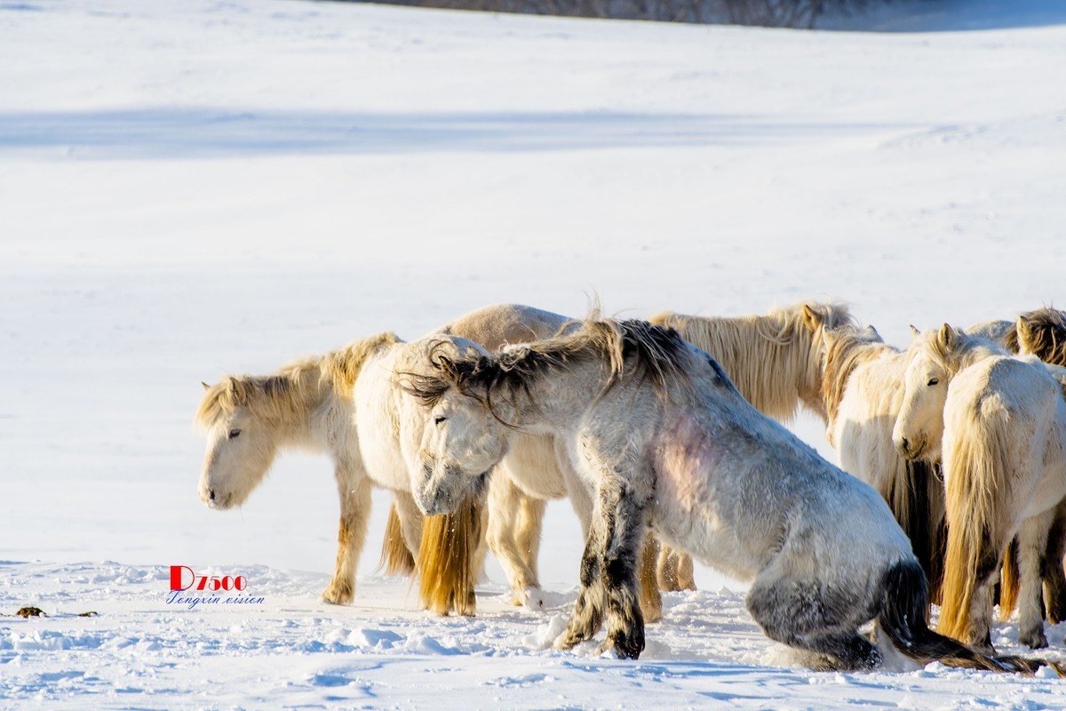 草原蒙古马（19）
