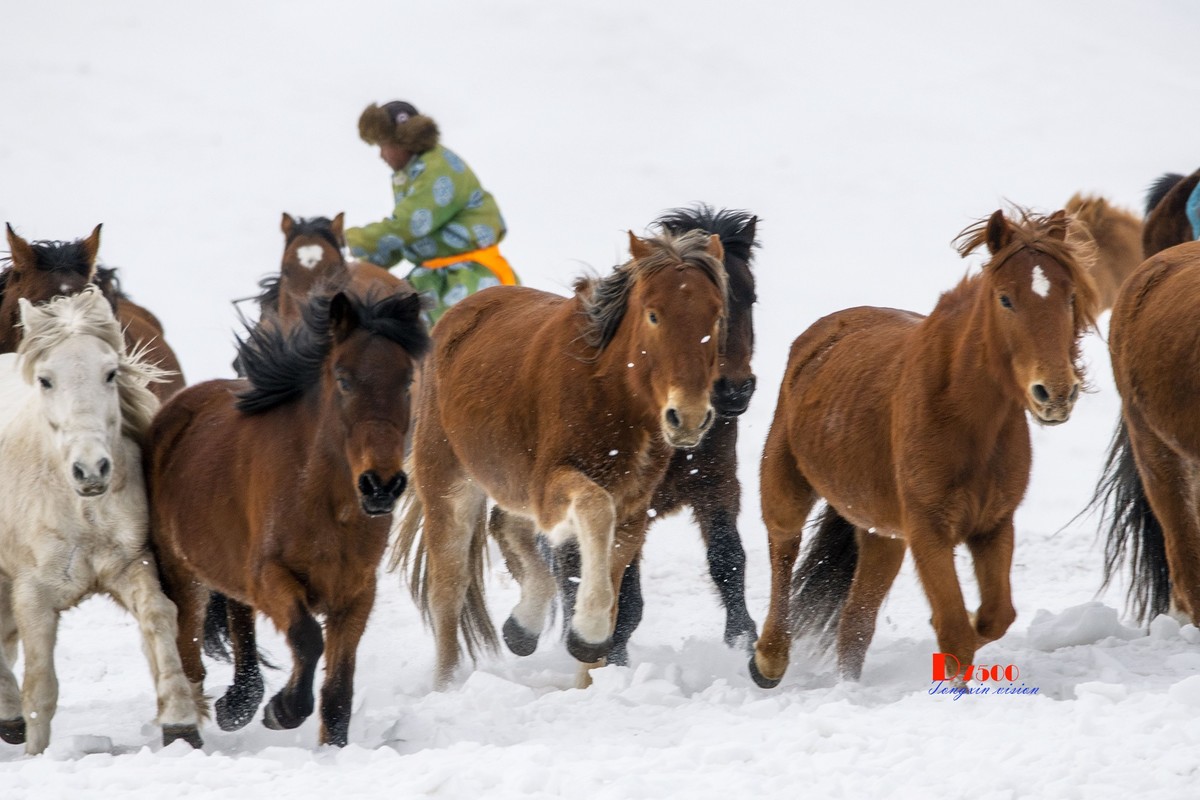 草原蒙古马（19）