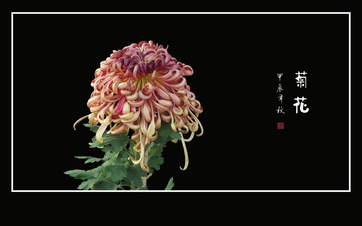 百姿百态百媚，秋娇秋傲秋艳