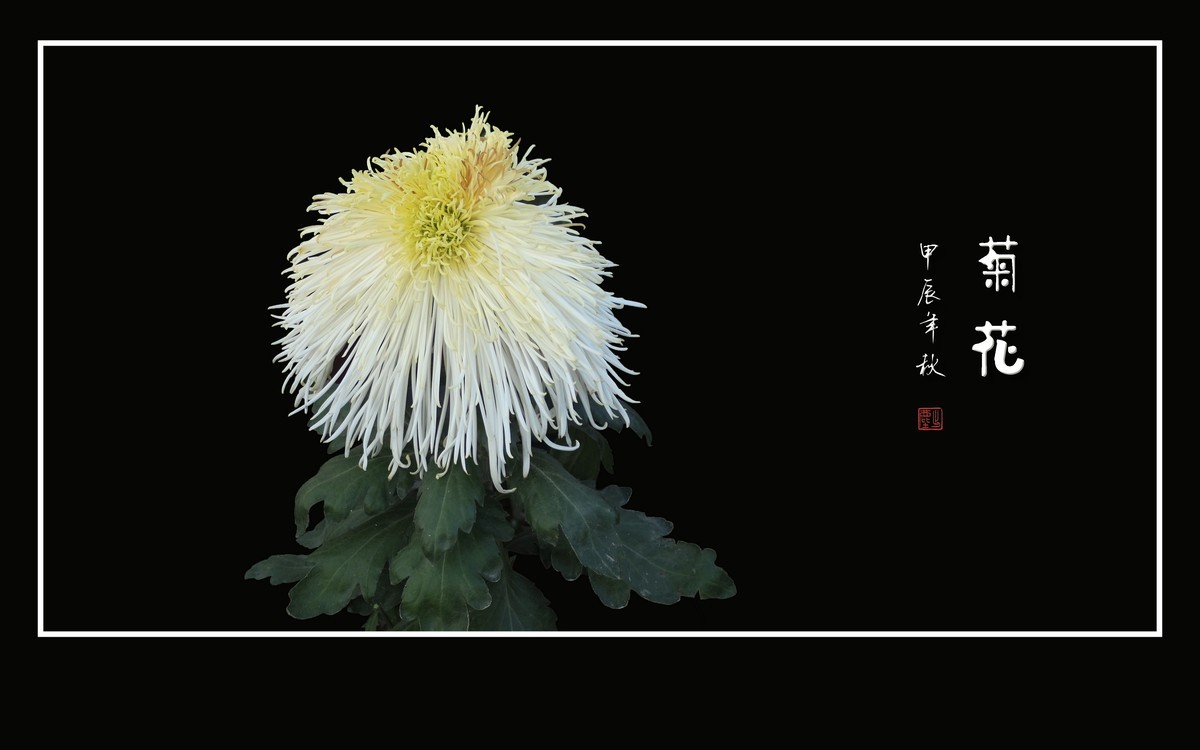 百姿百态百媚，秋娇秋傲秋艳