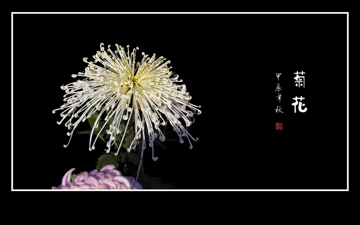 百姿百态百媚，秋娇秋傲秋艳