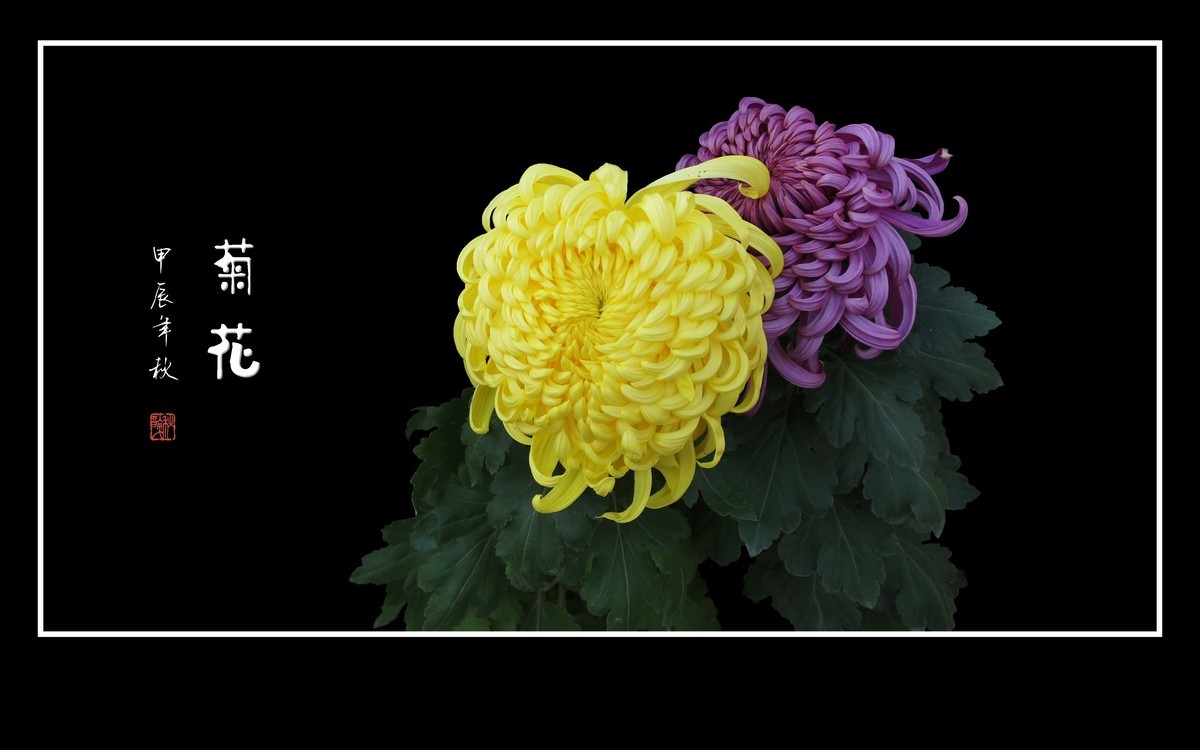 百姿百态百媚，秋娇秋傲秋艳