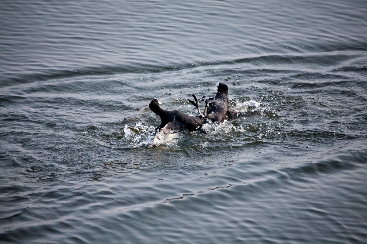 抓拍——好斗的黑水鸡