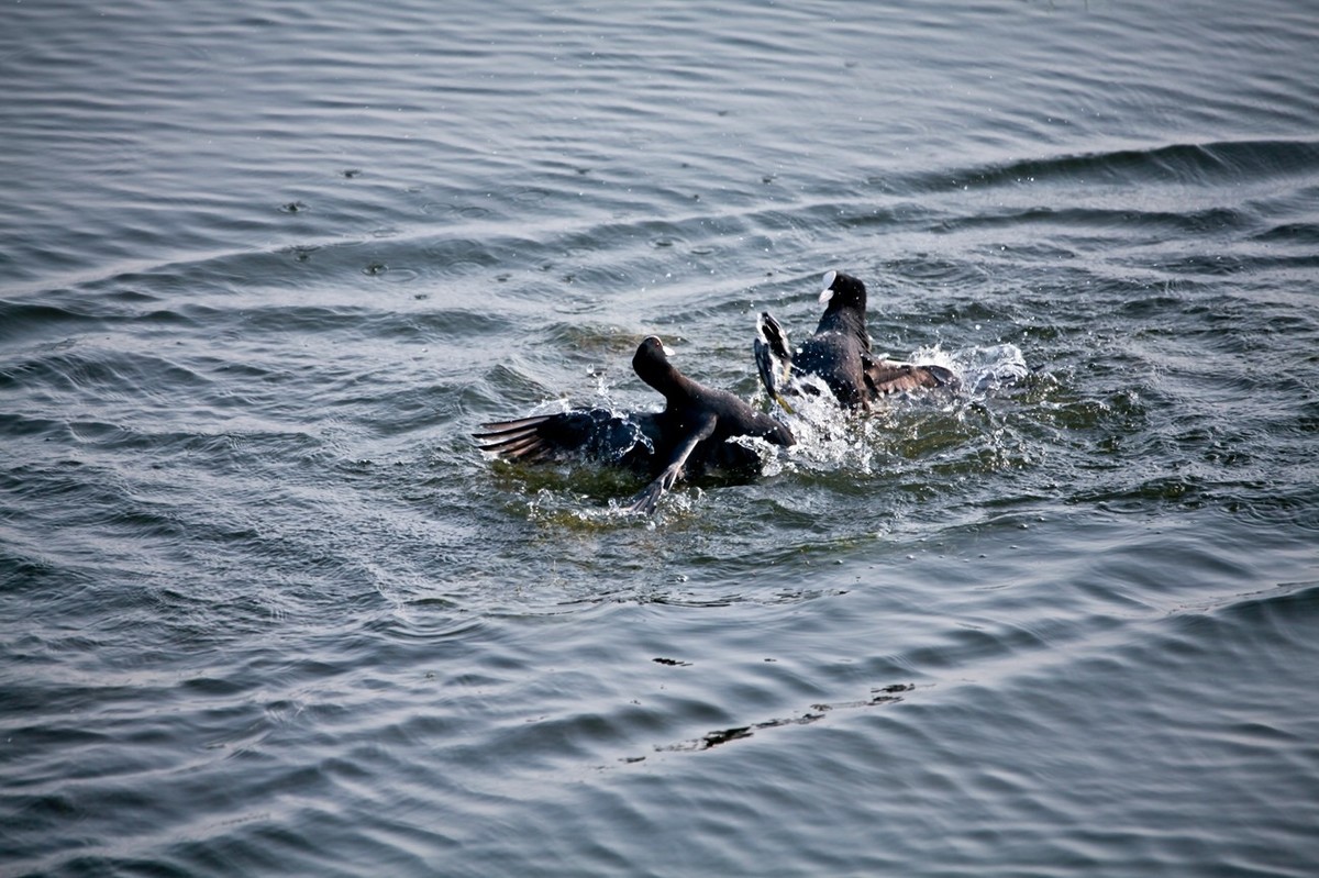 抓拍——好斗的黑水鸡
