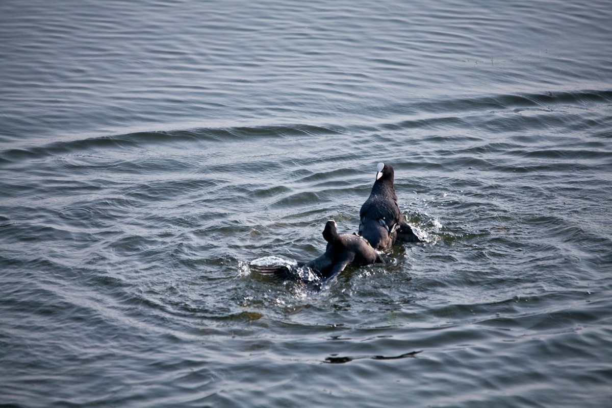 抓拍——好斗的黑水鸡