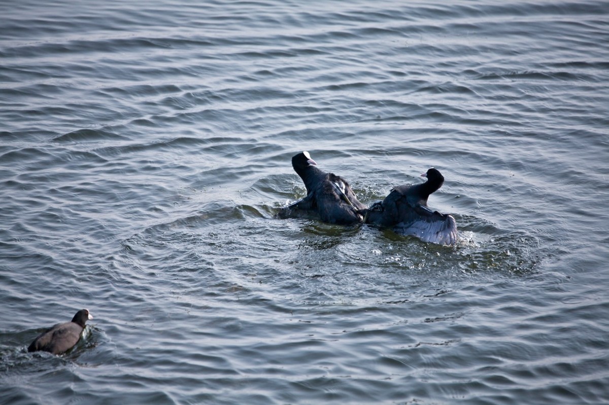 抓拍——好斗的黑水鸡
