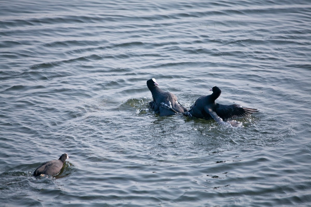 抓拍——好斗的黑水鸡