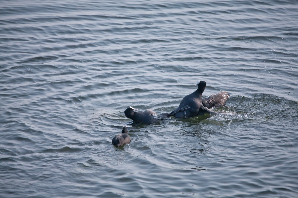 抓拍——好斗的黑水鸡