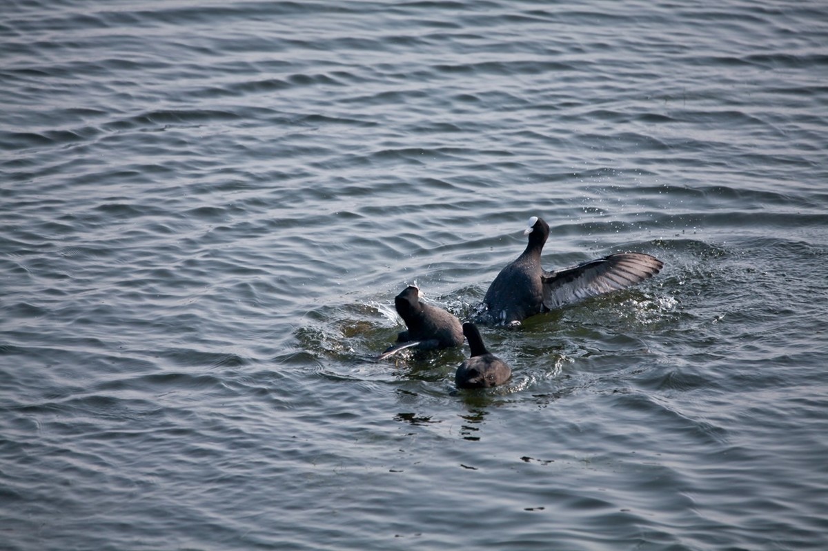 抓拍——好斗的黑水鸡