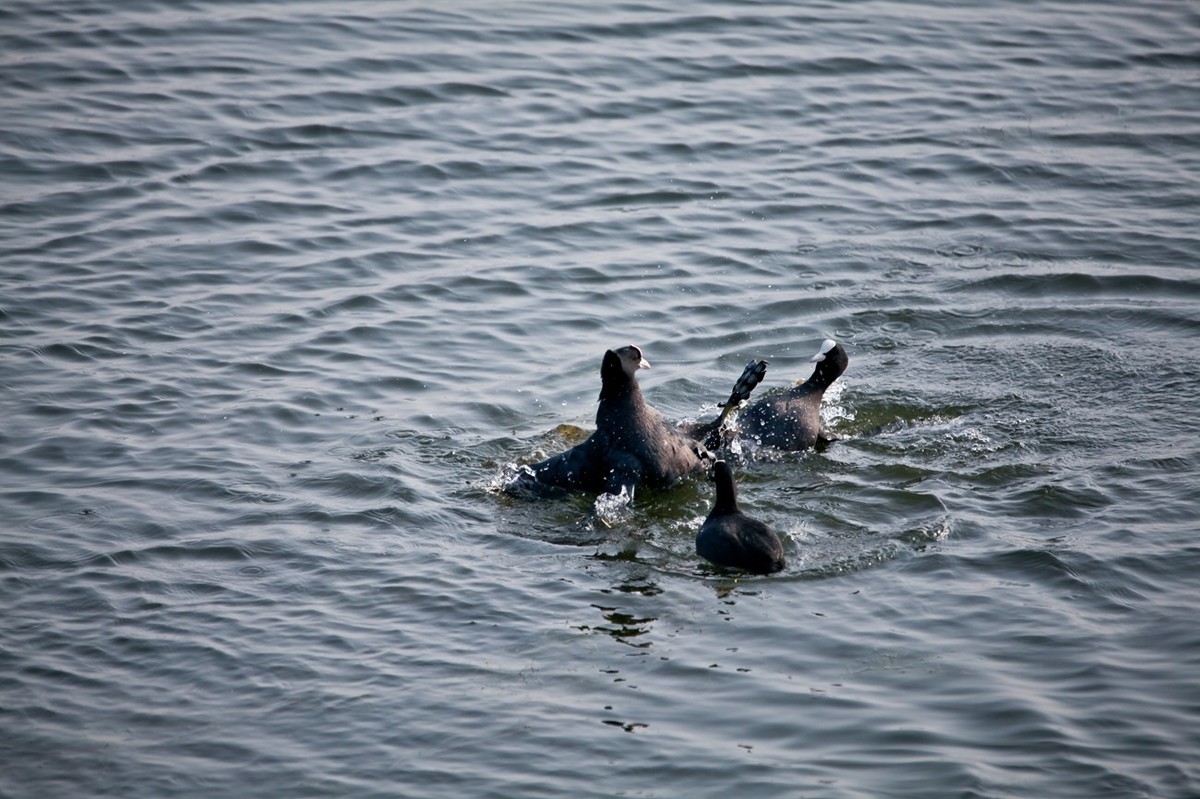 抓拍——好斗的黑水鸡