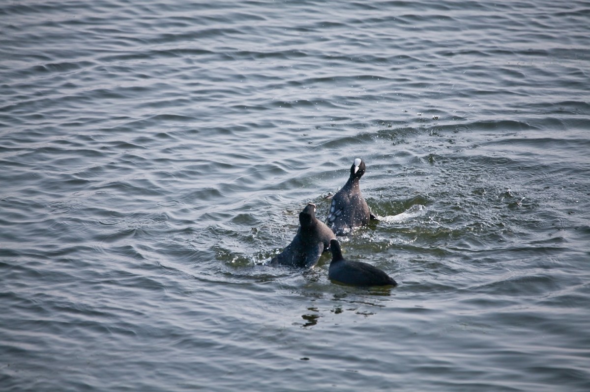 抓拍——好斗的黑水鸡