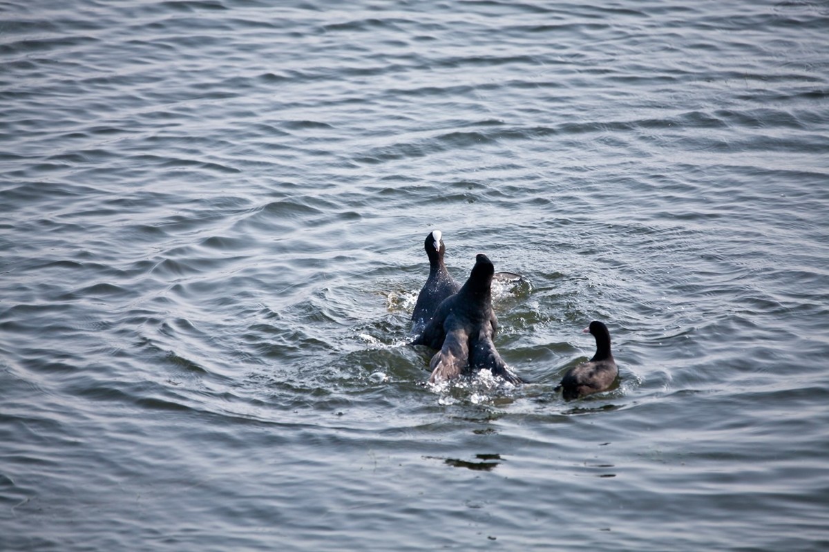 抓拍——好斗的黑水鸡