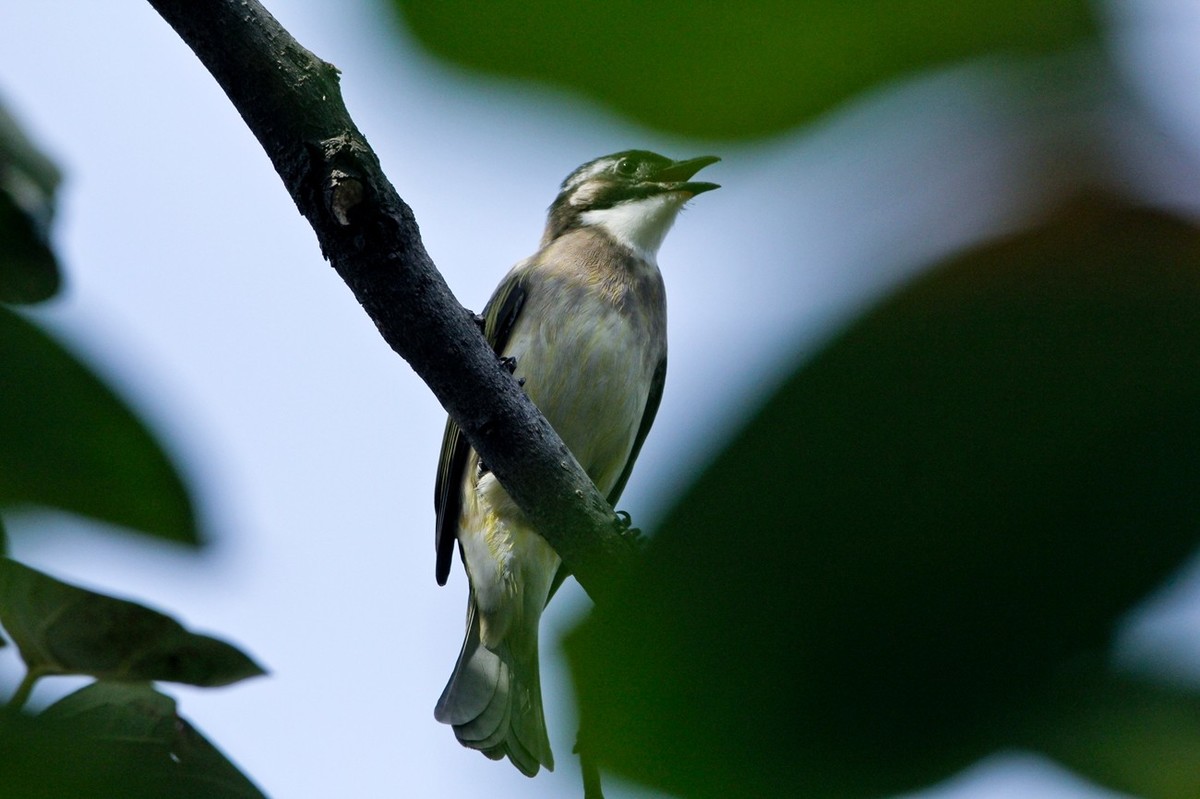 柿子树上的鸟儿