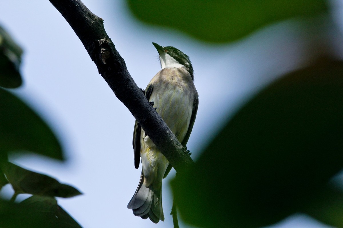 柿子树上的鸟儿