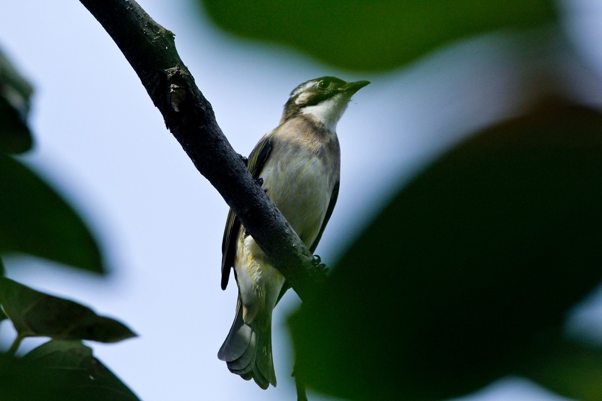 柿子树上的鸟儿