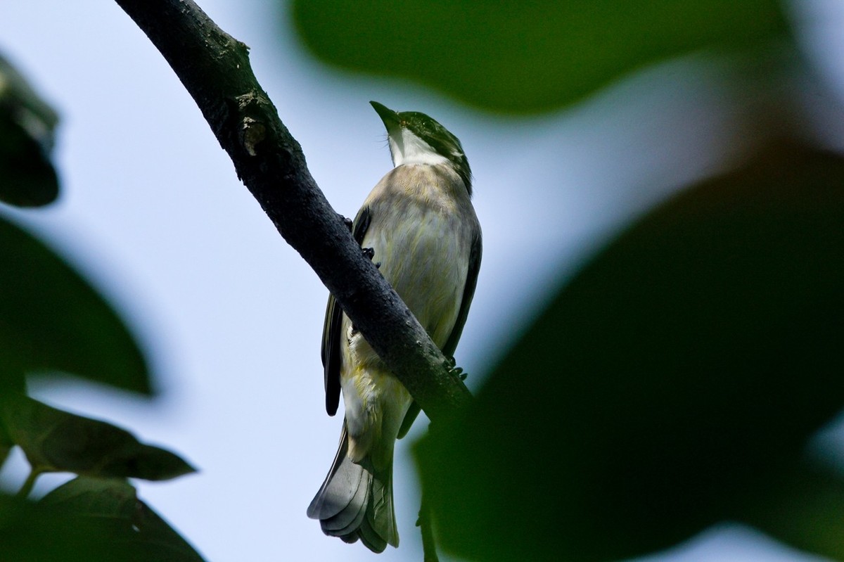 柿子树上的鸟儿