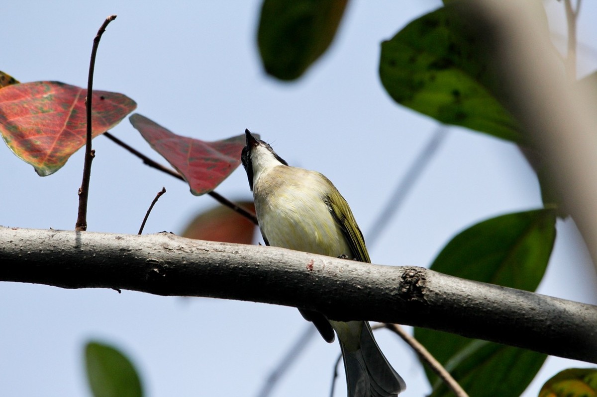 柿子树上的鸟儿
