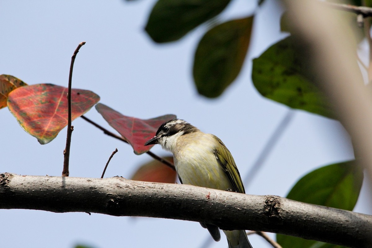 柿子树上的鸟儿