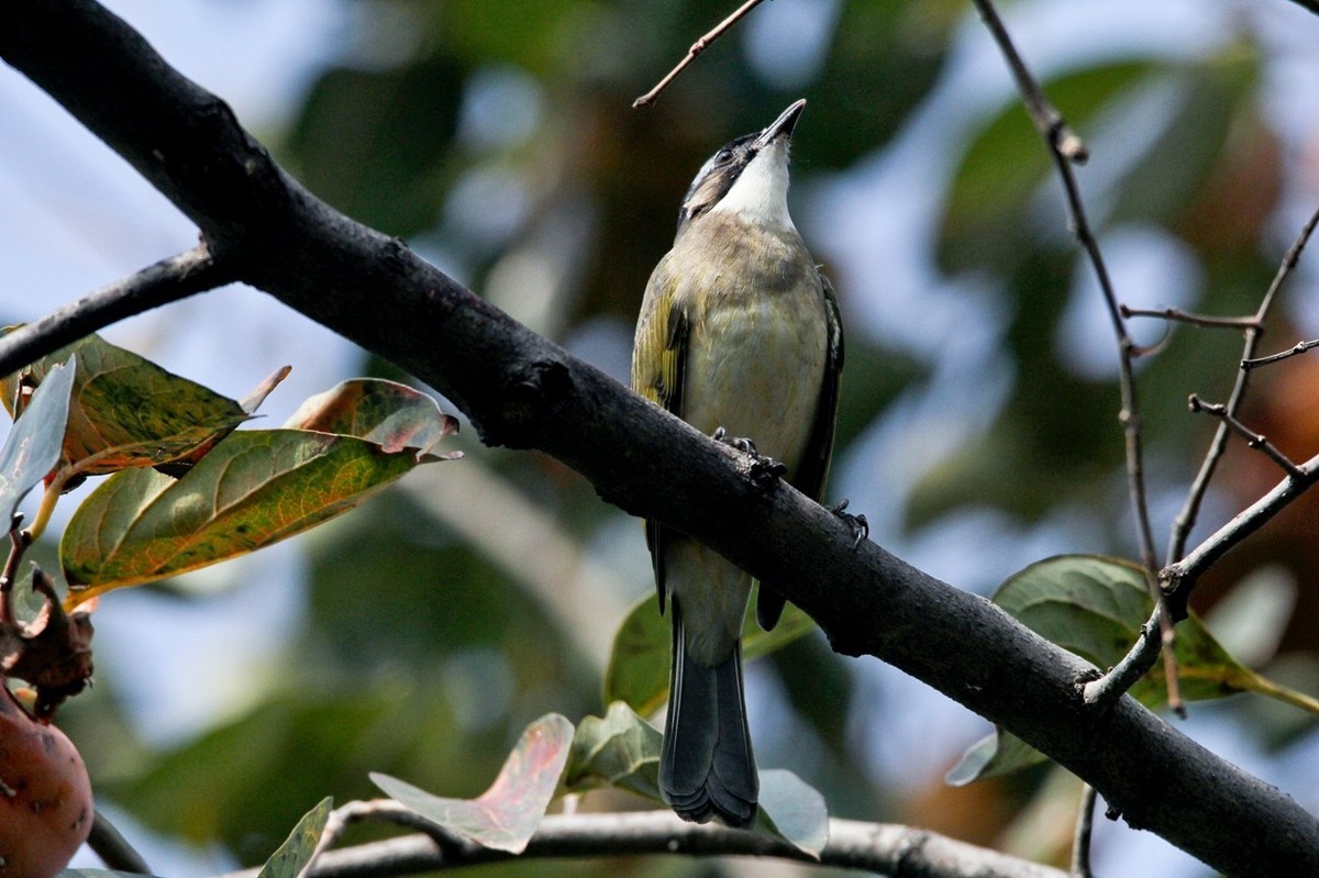 柿子树上的鸟儿
