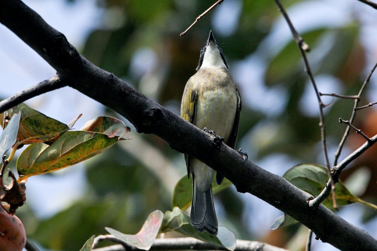 柿子树上的鸟儿