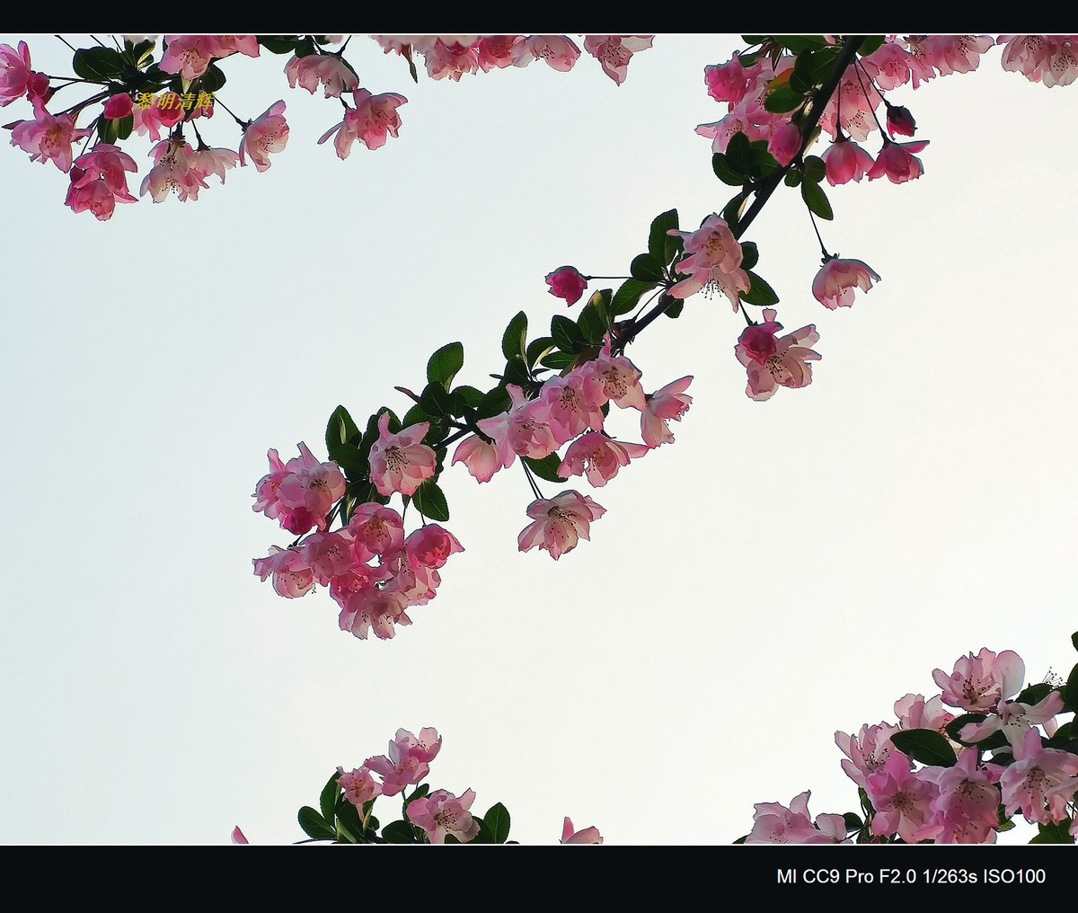 街心花园的海棠—7