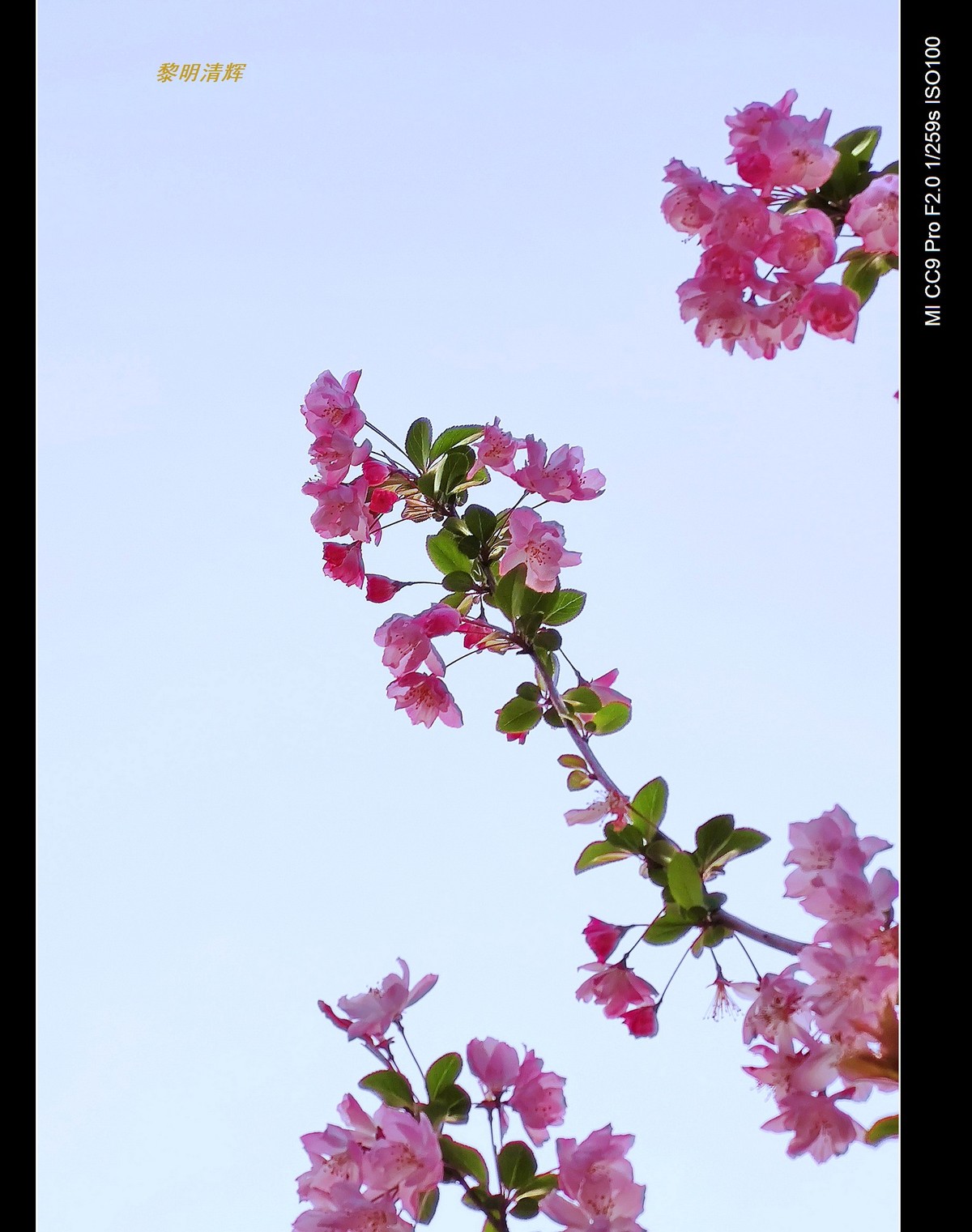 街心花园的海棠—7