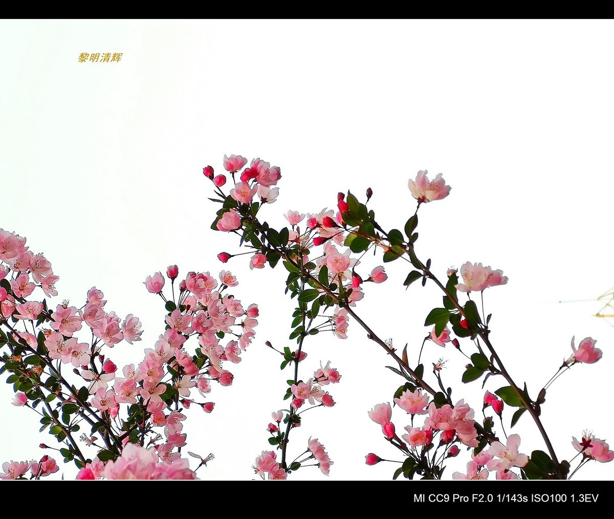 街心花园的海棠—7