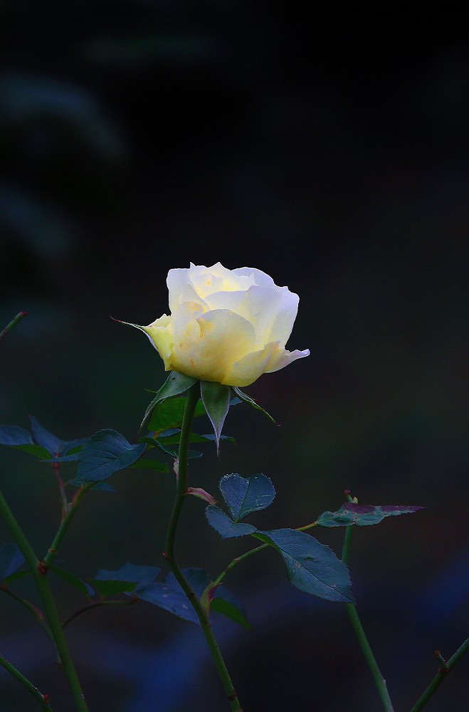 奇想黑白片抓拍扫街《古装美女，风景，花草》