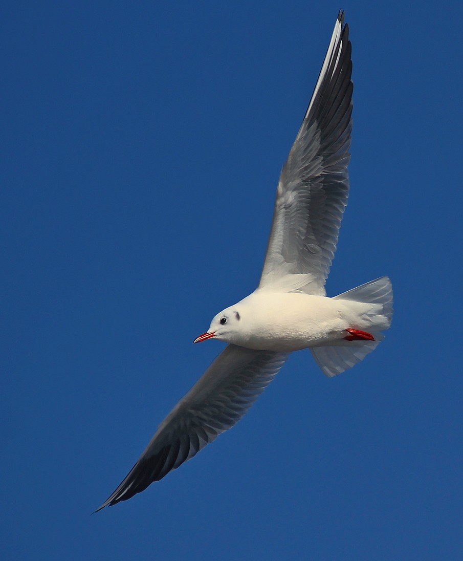 奇想黑白片抓拍扫街《古装美女，风景，花草》