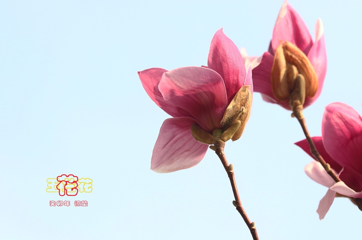 玉兰花 8【2023-0229】