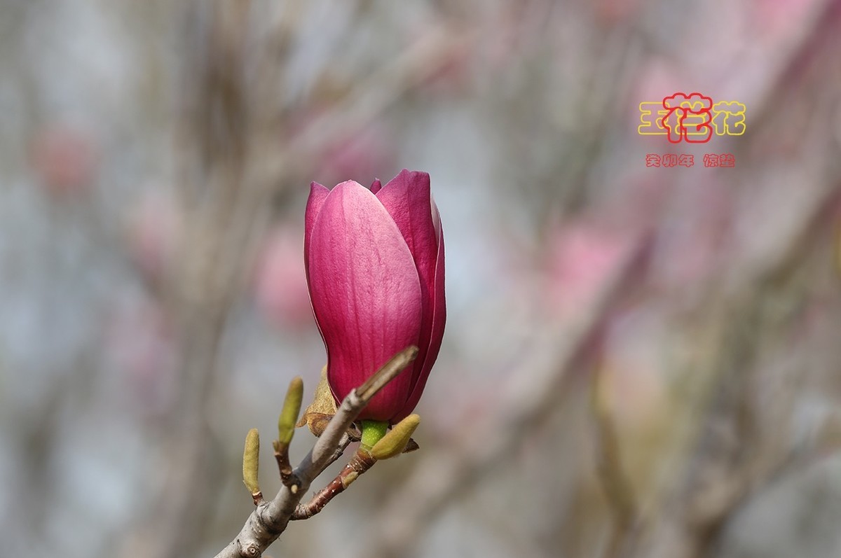 玉兰花 8【2023-0229】