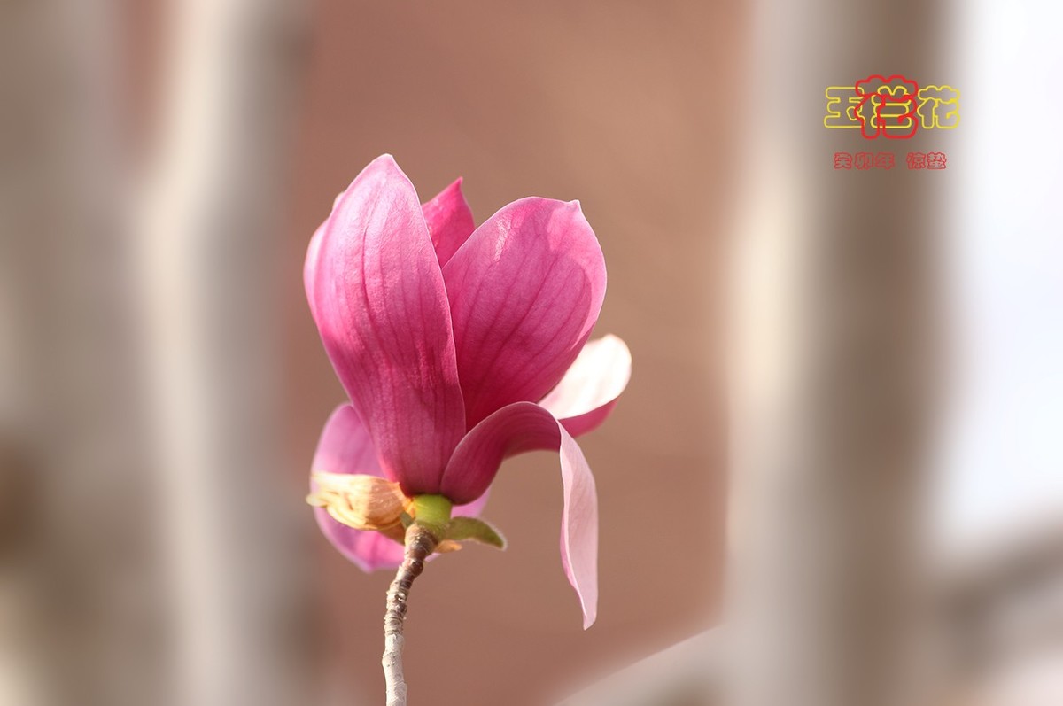 玉兰花 8【2023-0229】