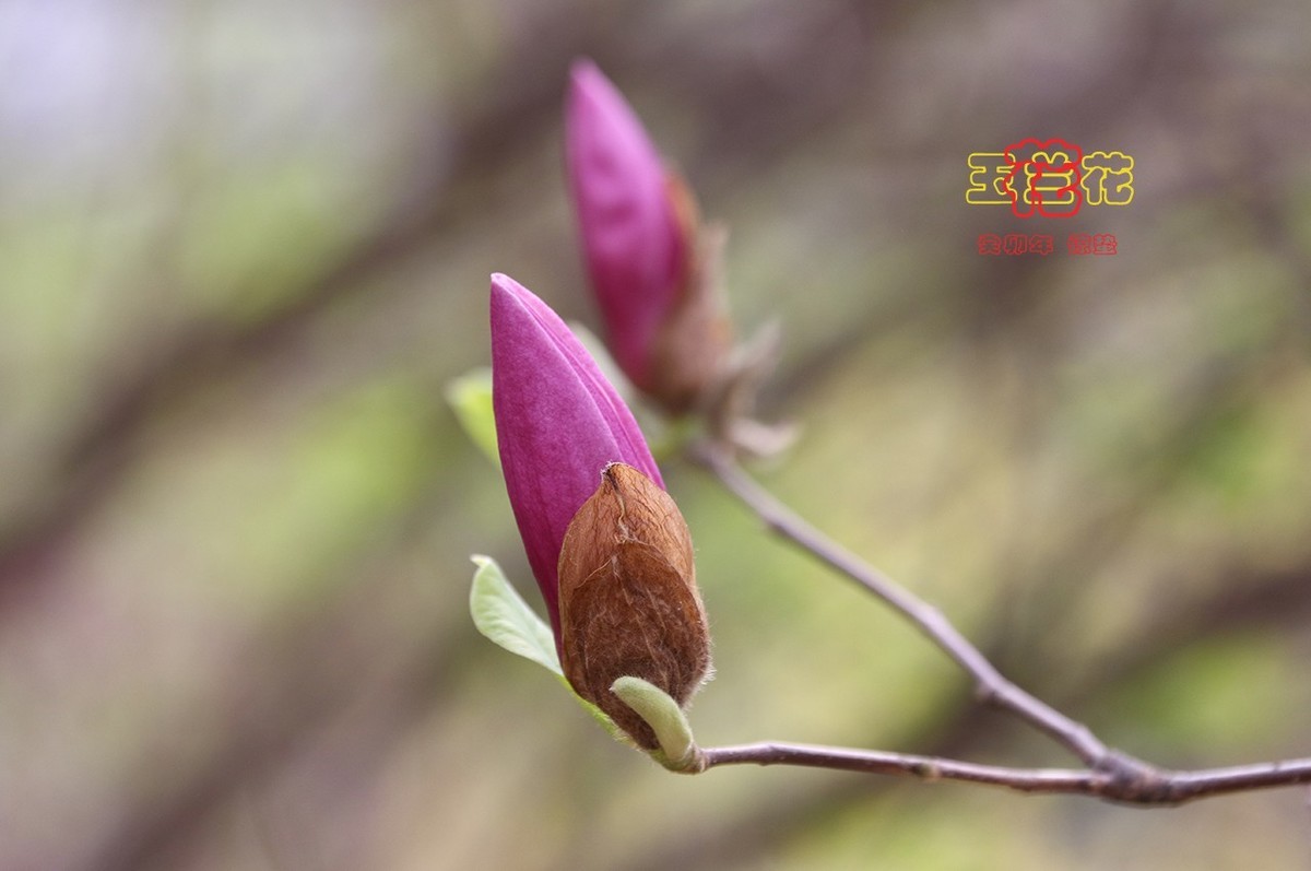 玉兰花 8【2023-0229】