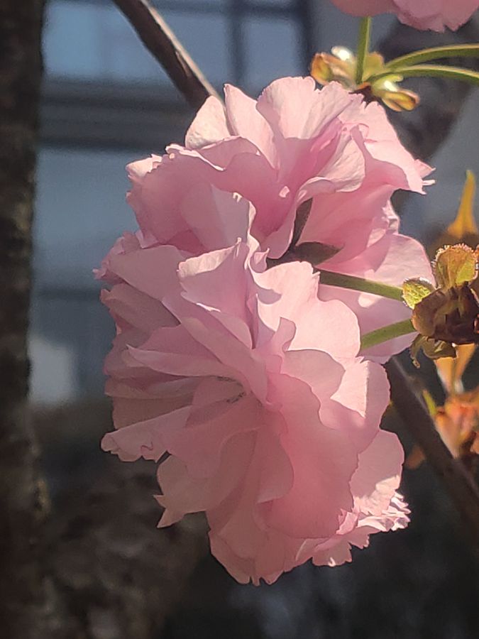 花卉系列【5320】