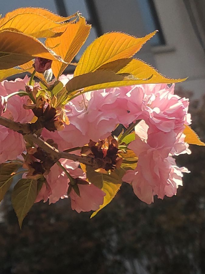 花卉系列【5320】