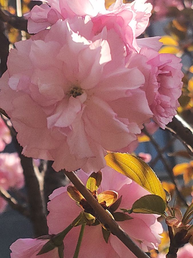 花卉系列【5320】