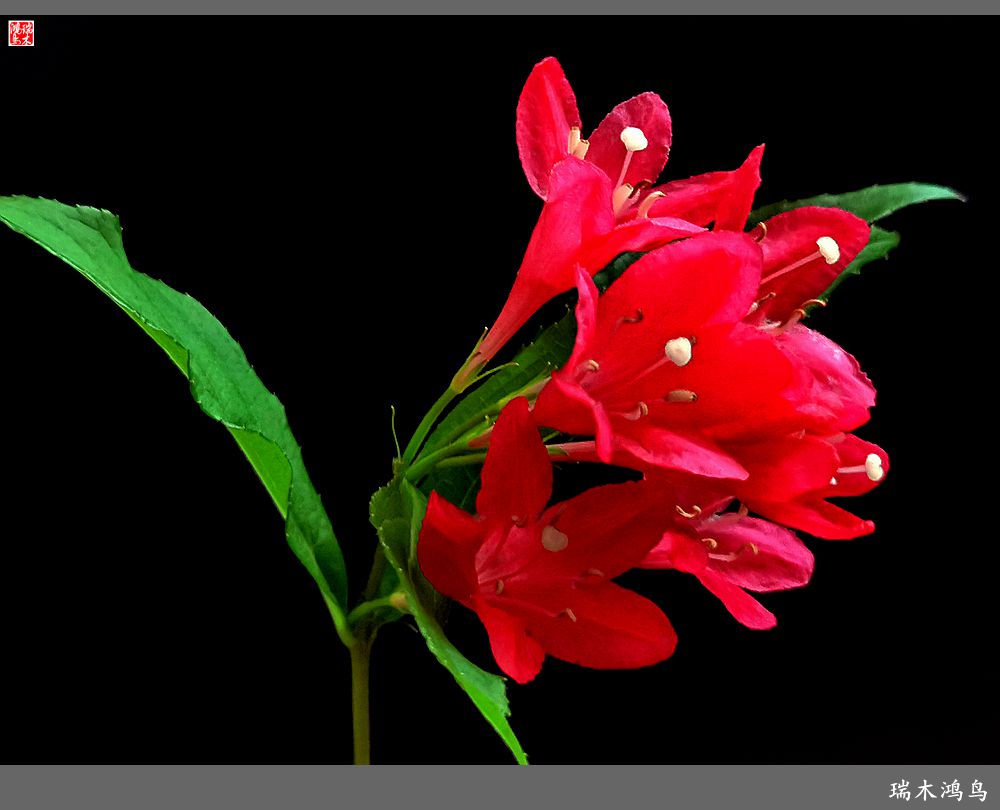 【2023之花季】红酒玫瑰锦带花