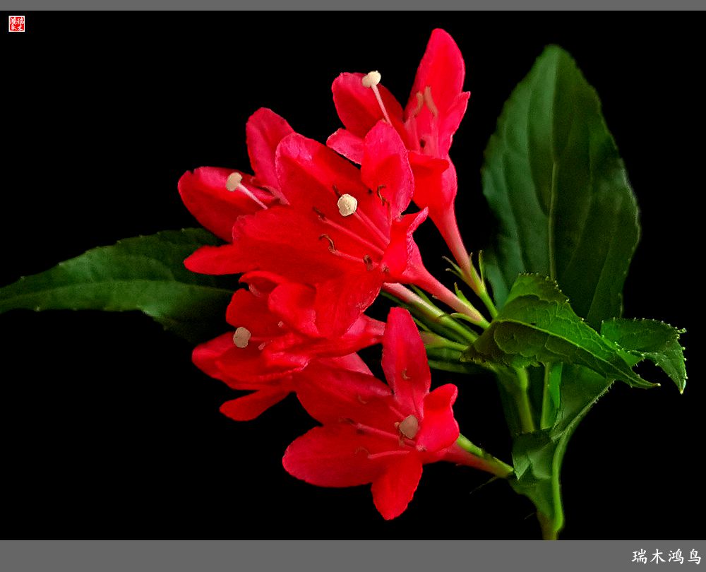 【2023之花季】红酒玫瑰锦带花