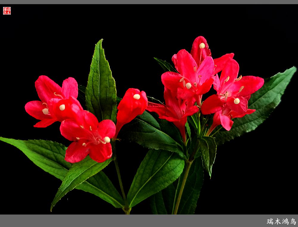 【2023之花季】红酒玫瑰锦带花