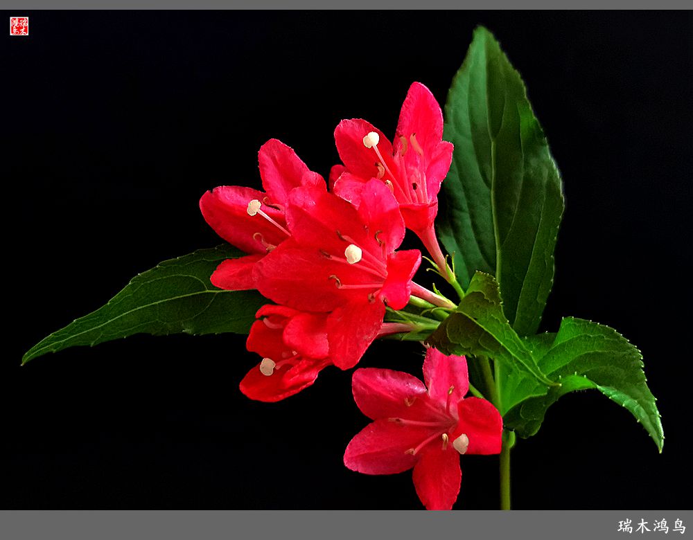 【2023之花季】红酒玫瑰锦带花