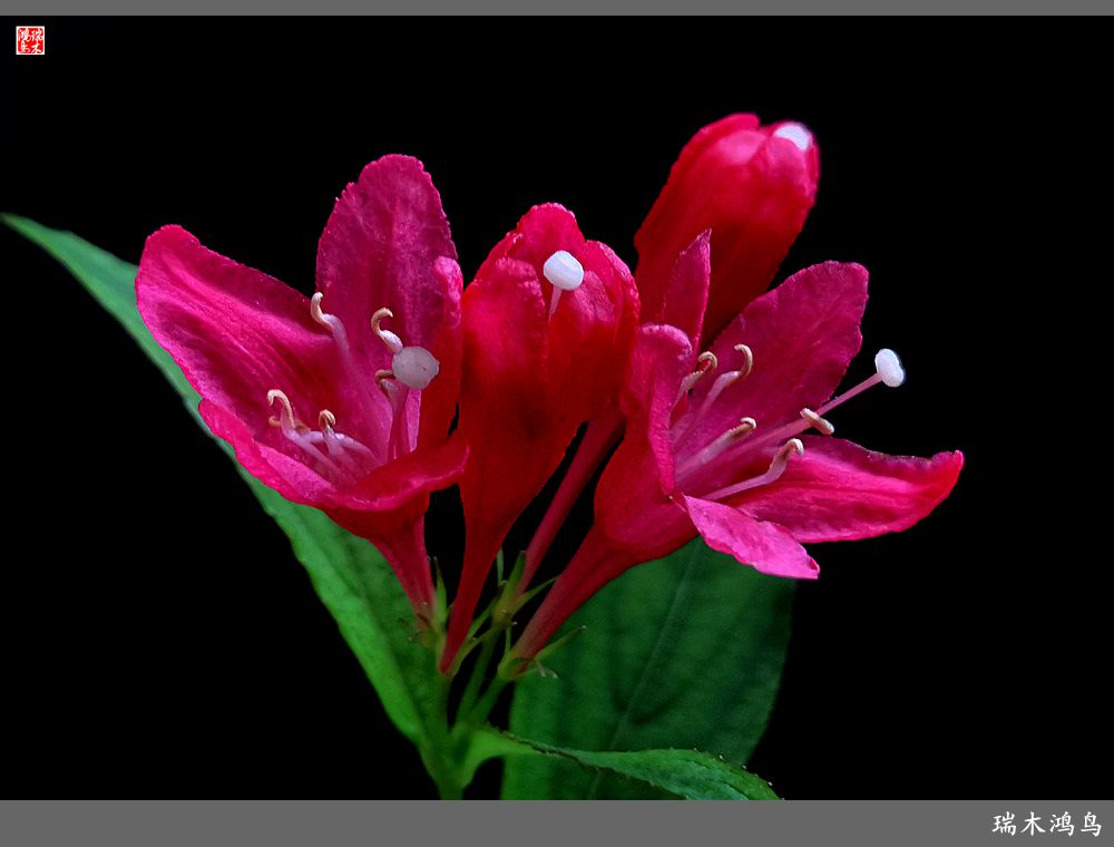 【2023之花季】红酒玫瑰锦带花