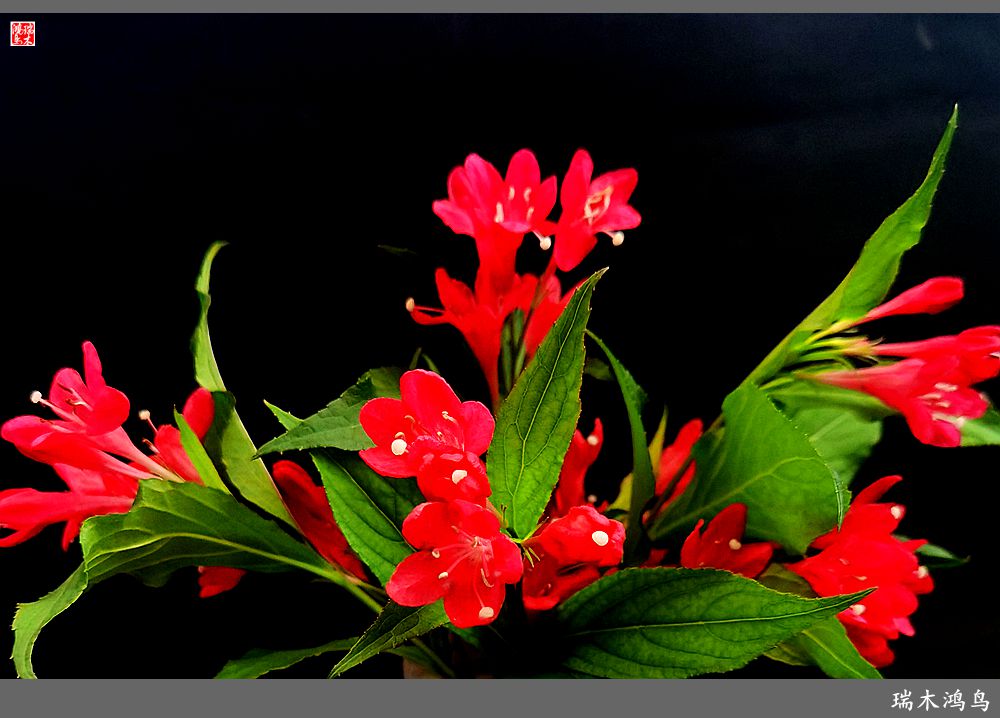 【2023之花季】红酒玫瑰锦带花