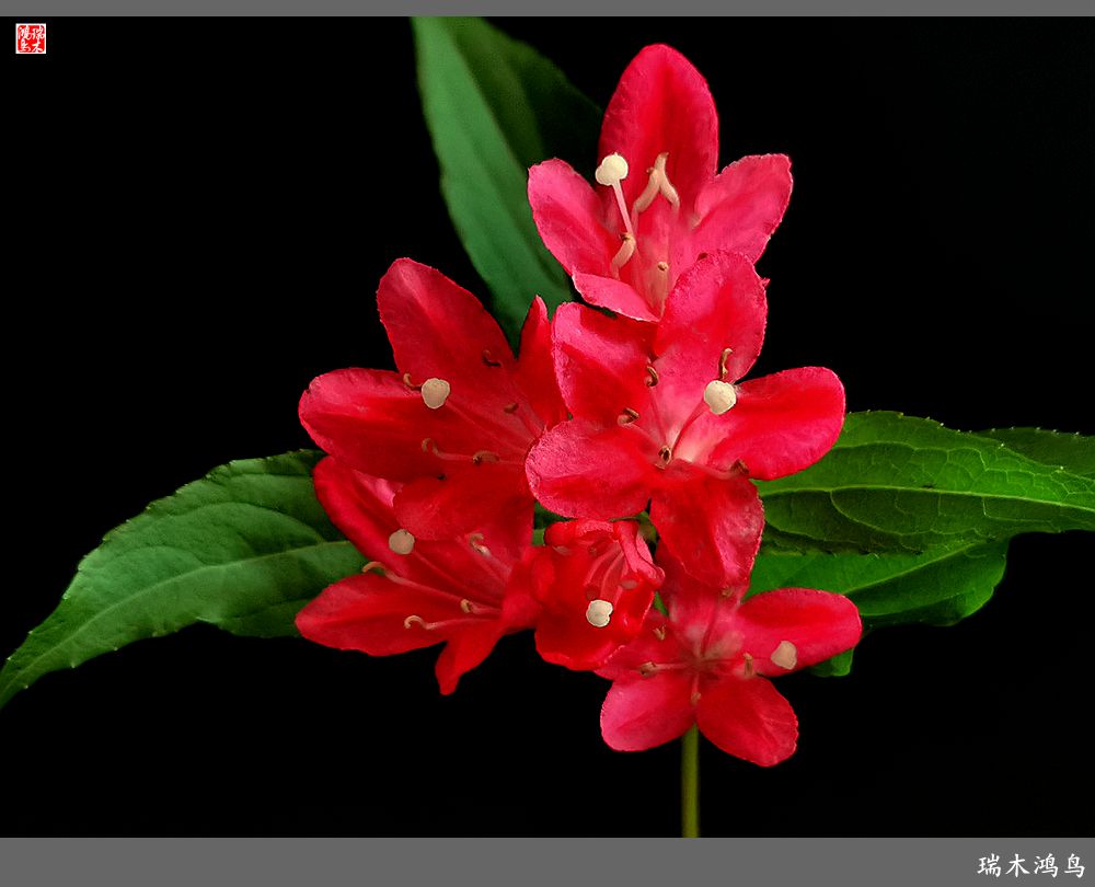 【2023之花季】红酒玫瑰锦带花