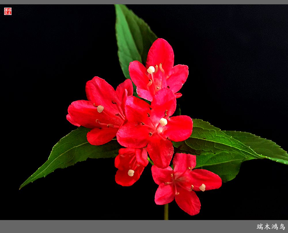 【2023之花季】红酒玫瑰锦带花