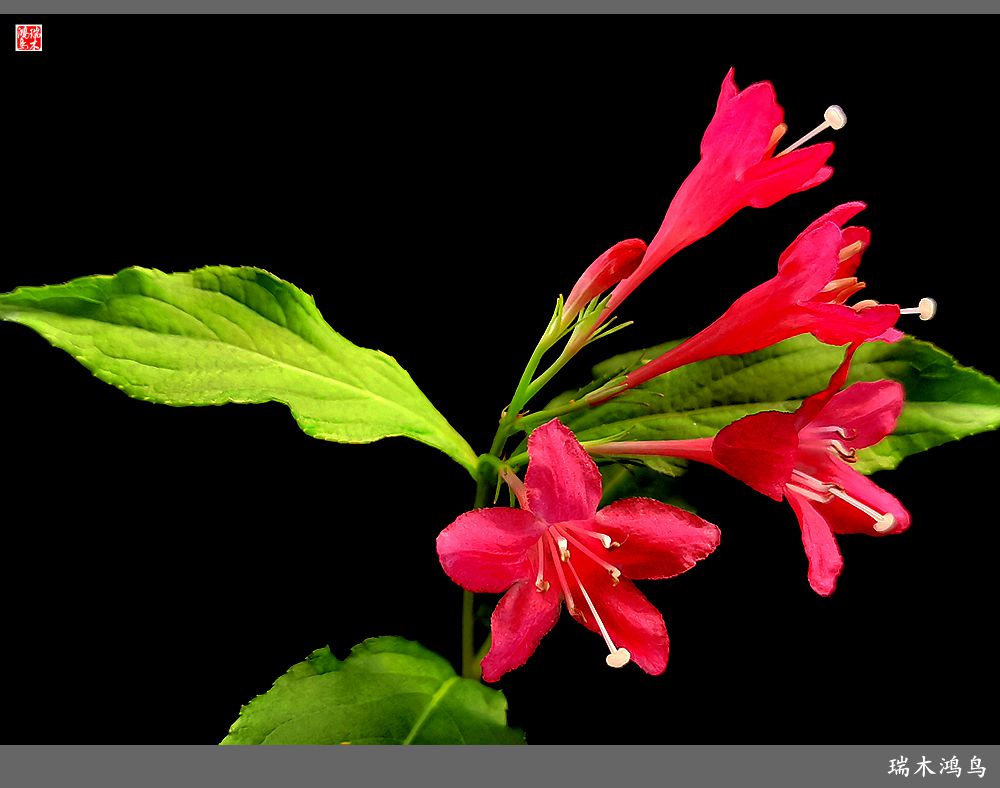 【2023之花季】红酒玫瑰锦带花