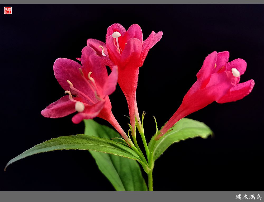 【2023之花季】红酒玫瑰锦带花