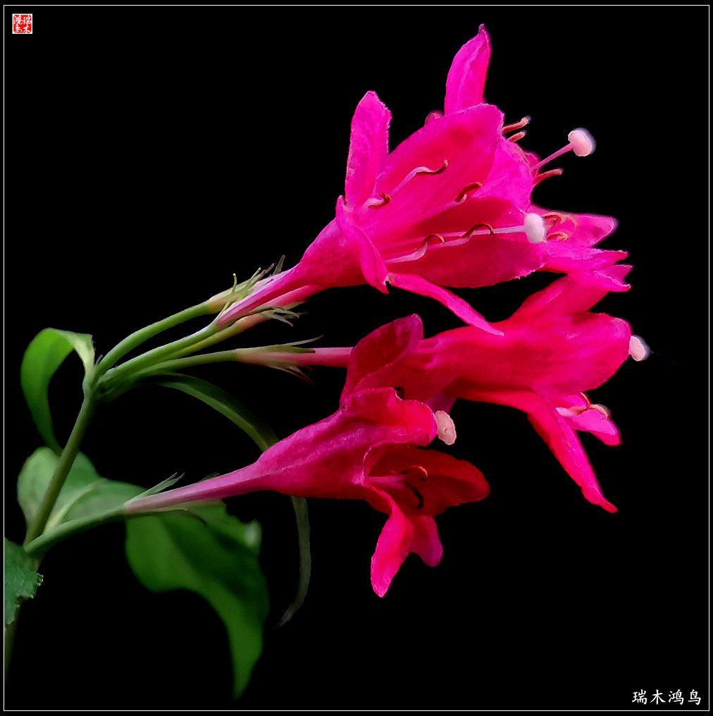 【2023之花季】红酒玫瑰锦带花