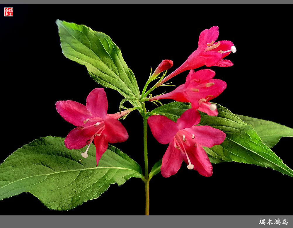 【2023之花季】红酒玫瑰锦带花