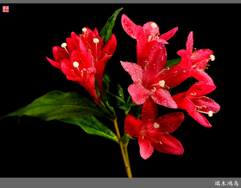 【2023之花季】红酒玫瑰锦带花